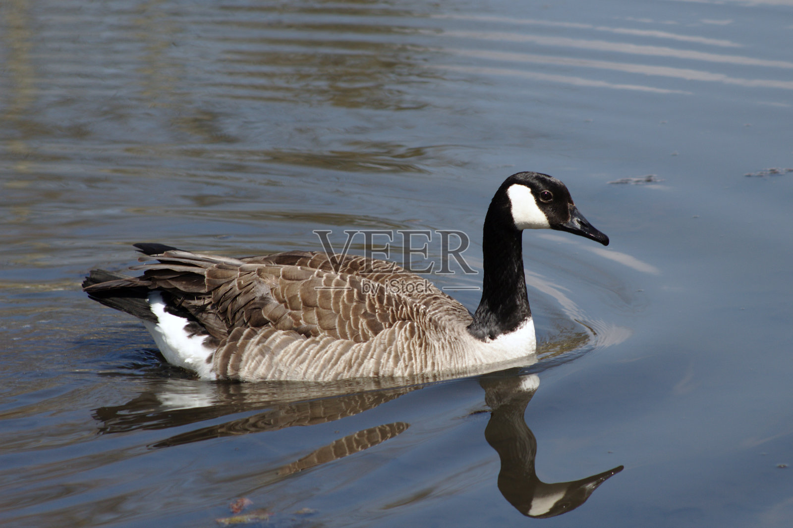 加拿大鹅照片摄影图片