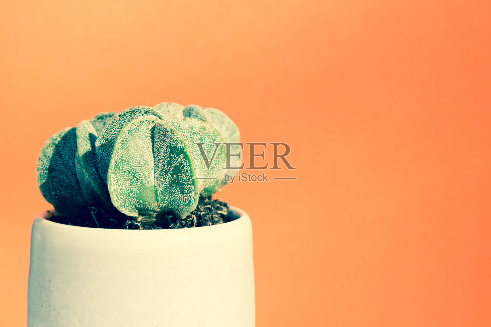 仙人掌的颜色鲜艳照片摄影图片