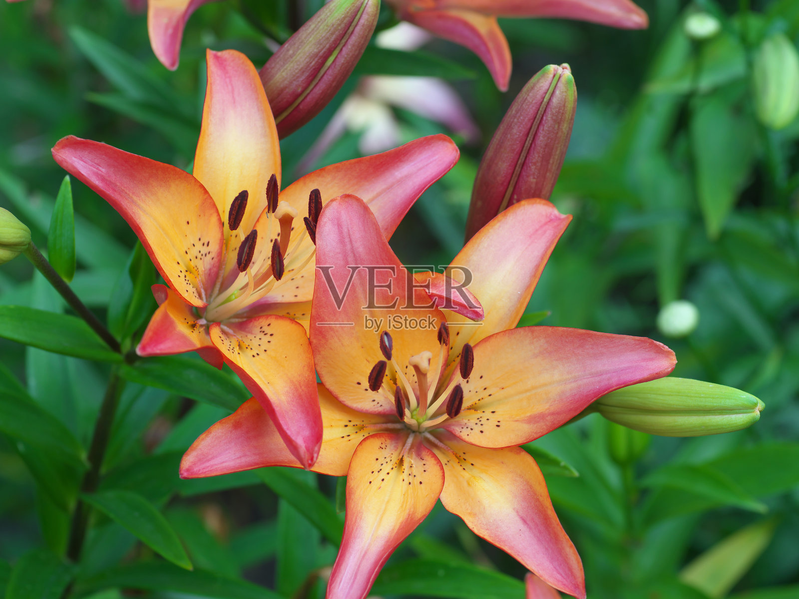 近景桔红黄白百合花在花园床，微距拍摄，雌蕊，雄蕊和花蕾和滴香油。照片摄影图片