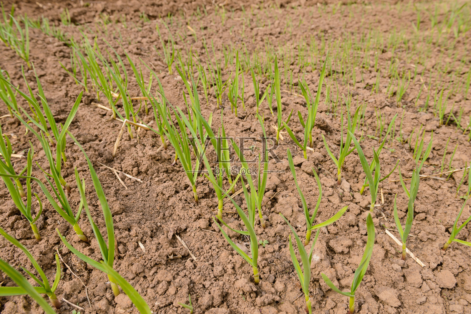 年轻的绿色大蒜在菜园里发芽照片摄影图片