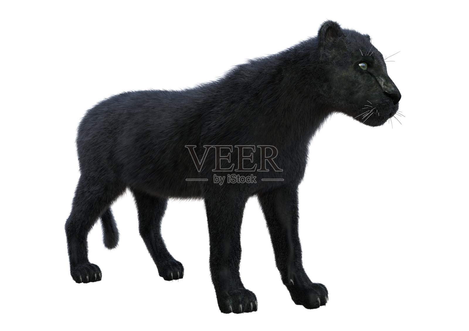 3D插图黑豹在白色照片摄影图片