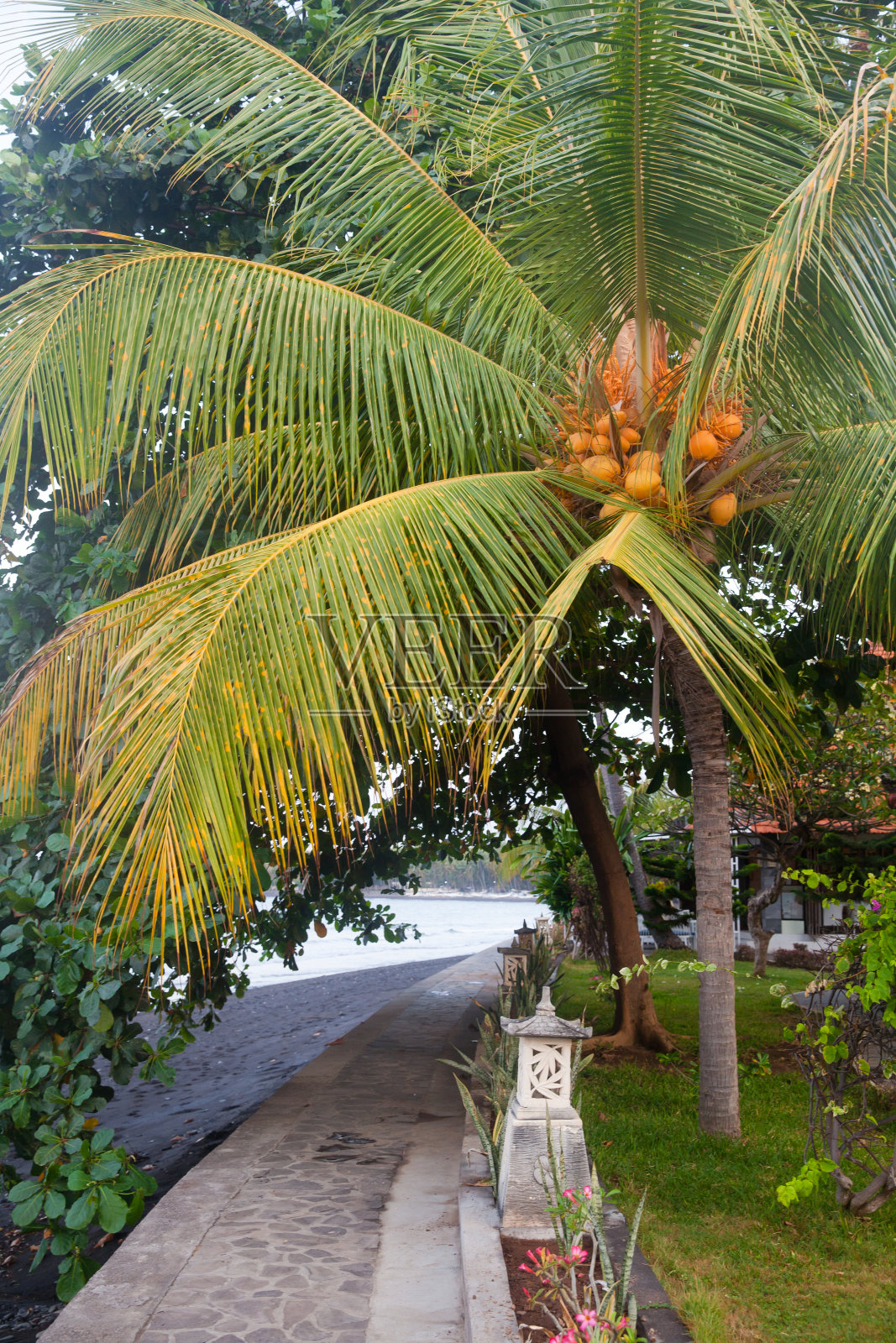 石头栈道和椰子树。照片摄影图片