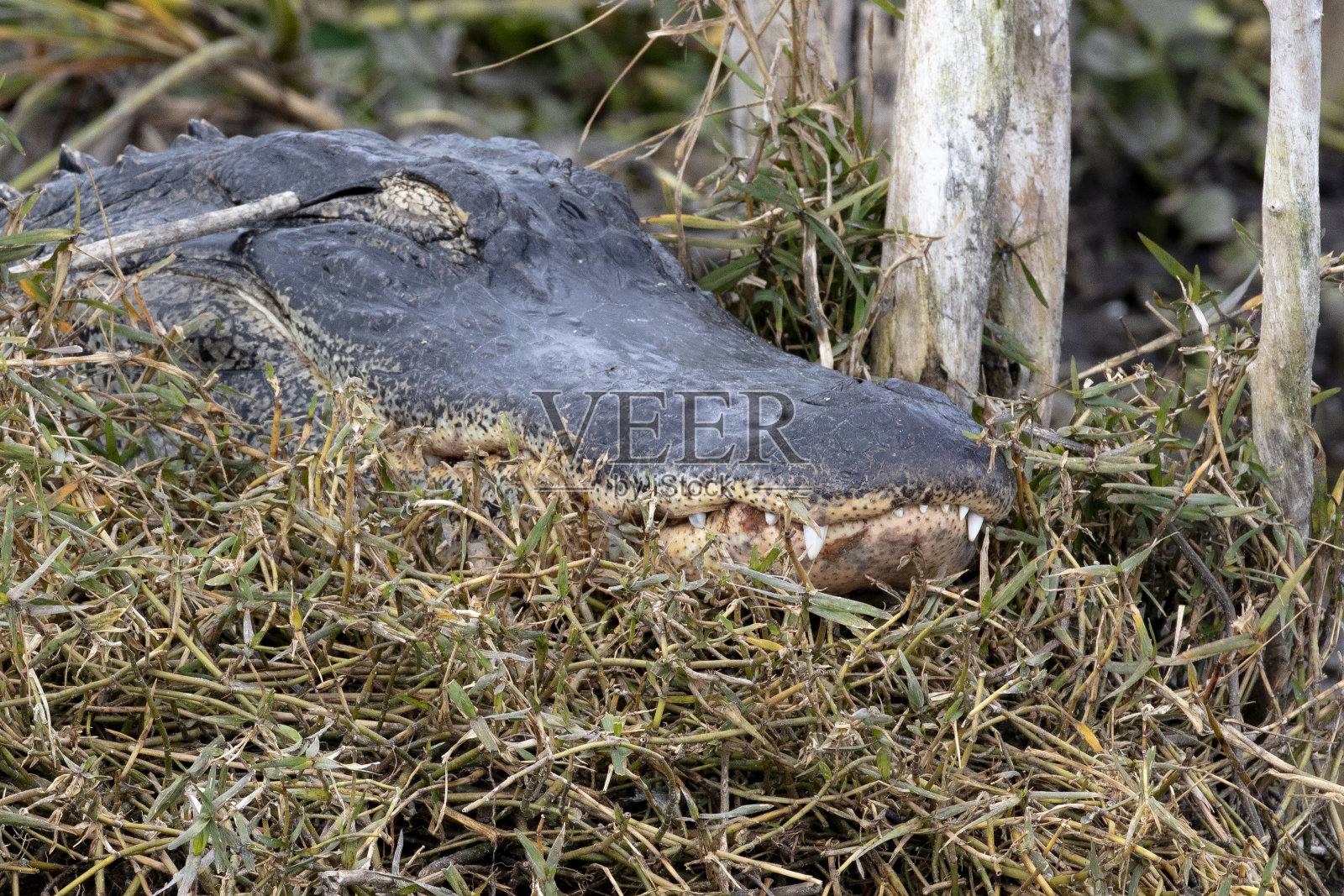 鳄鱼照片摄影图片