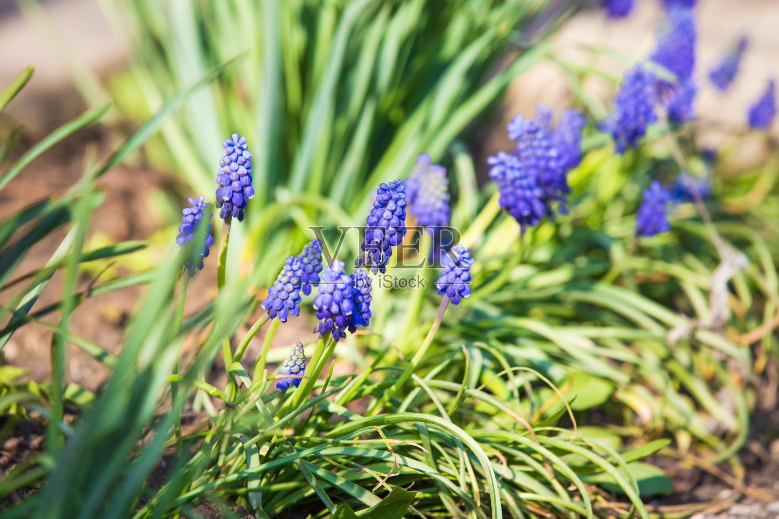 葡萄风信子春草地照片摄影图片