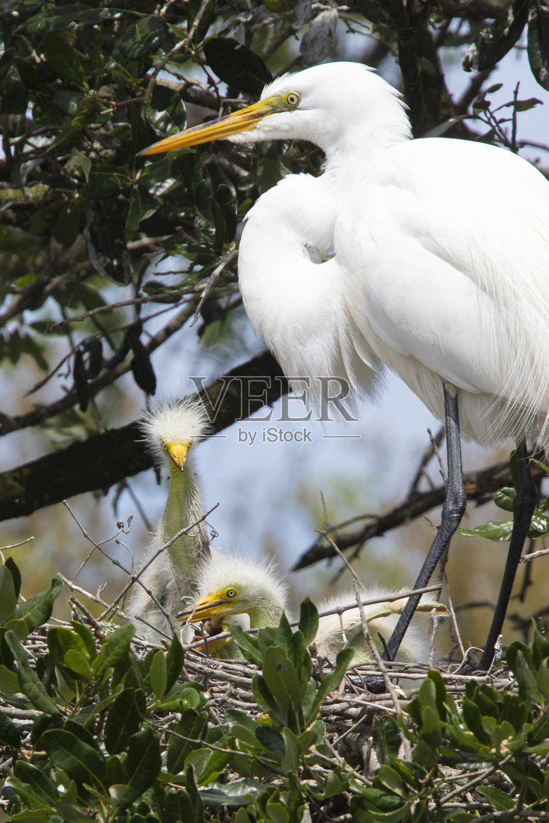 巢上的大白鹭照片摄影图片