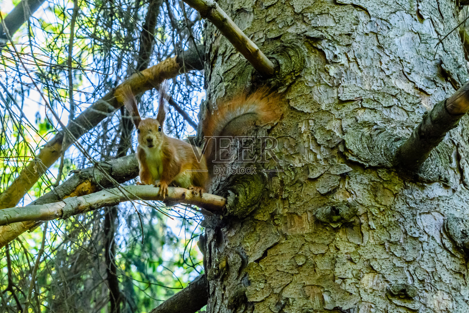 夏天树上有趣的松鼠照片摄影图片