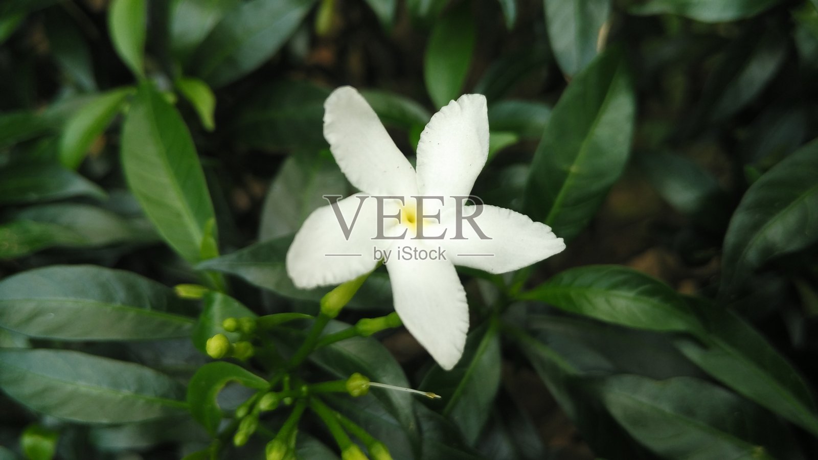 美丽的白色花照片摄影图片