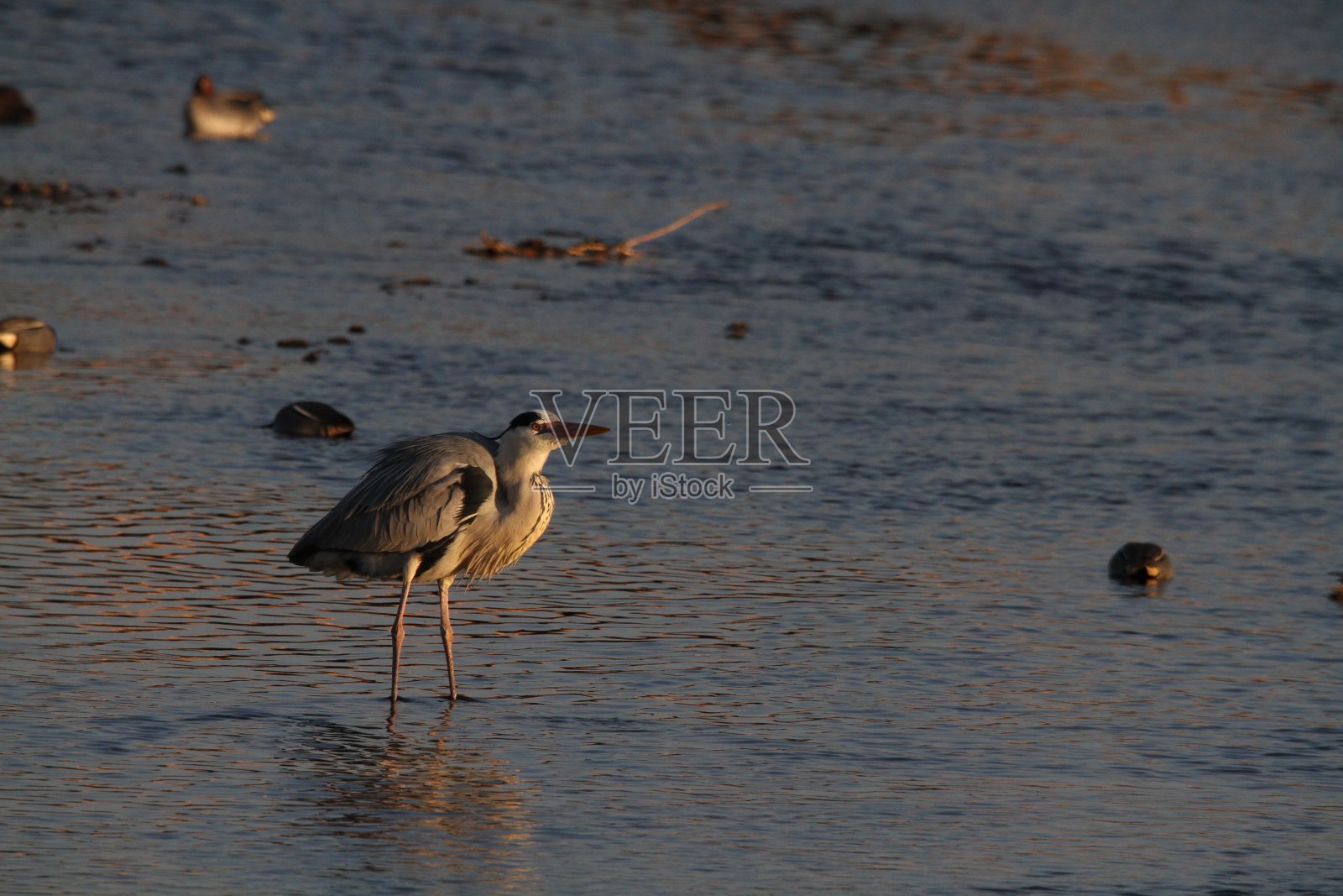 常见的鹭照片摄影图片