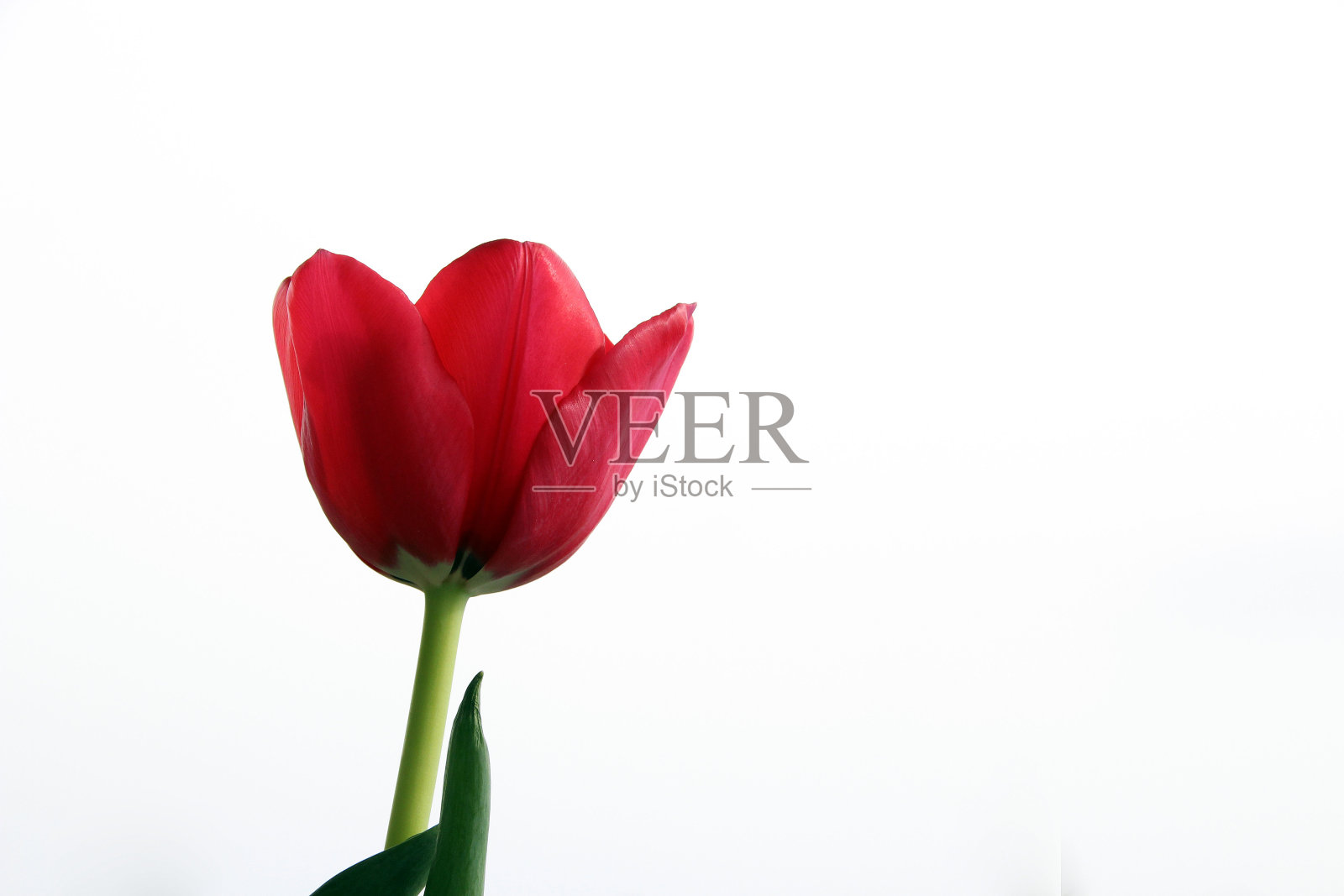 剪红郁金香花照片摄影图片