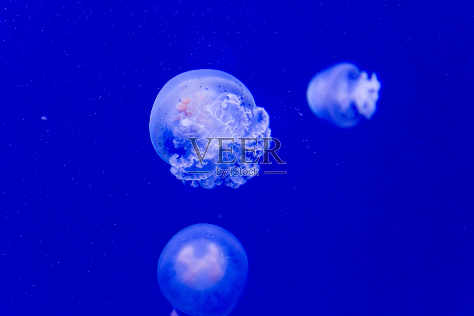 炮弹水母照片摄影图片