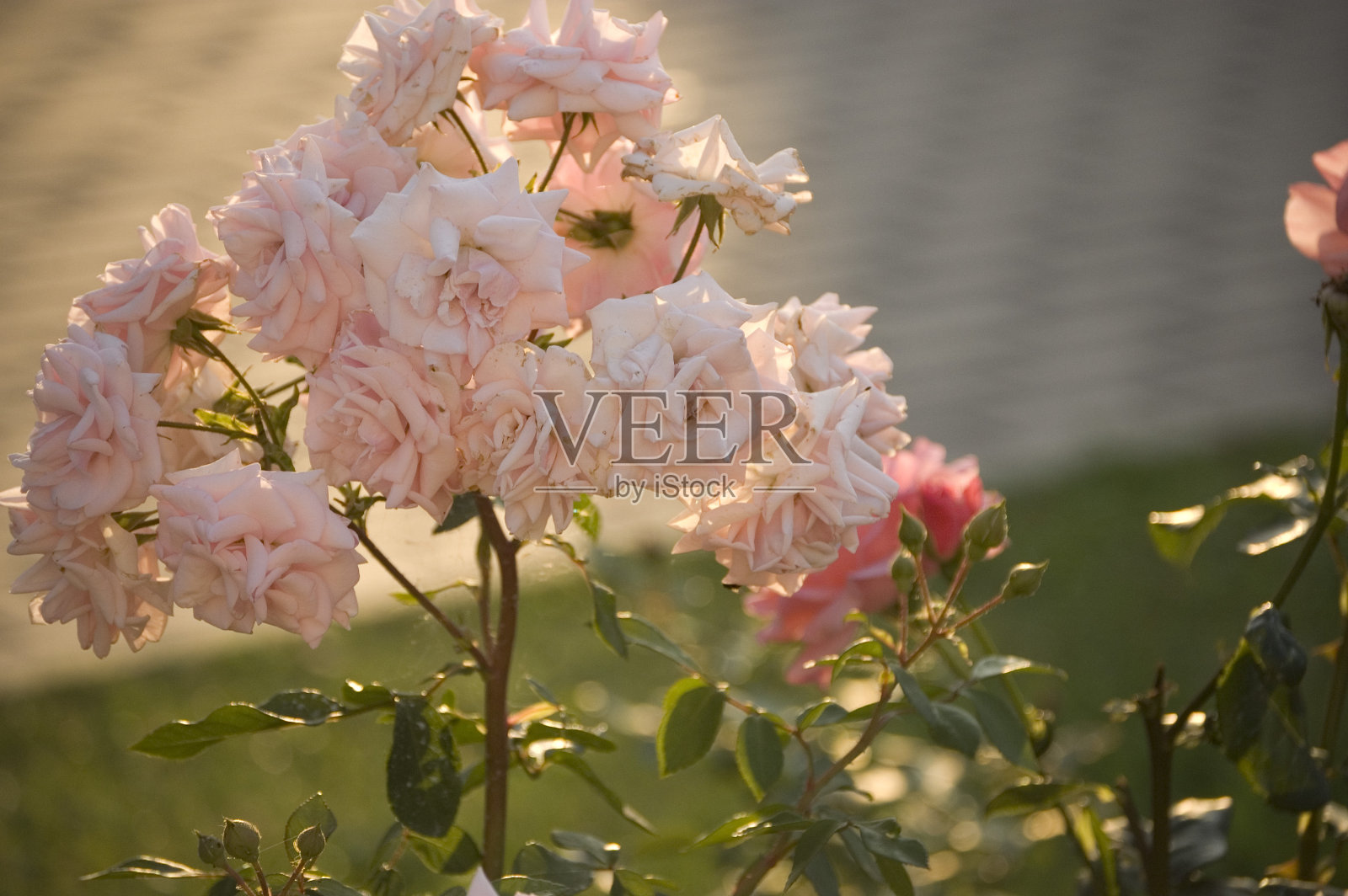 花园里美丽的灌木玫瑰照片摄影图片