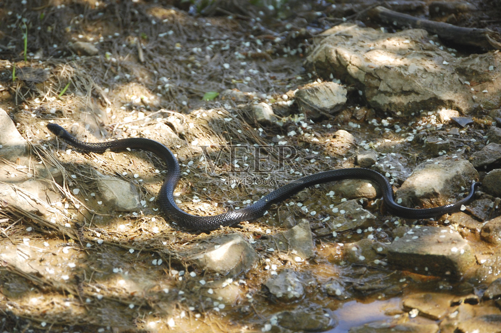 布莱克已经在地上爬了照片摄影图片