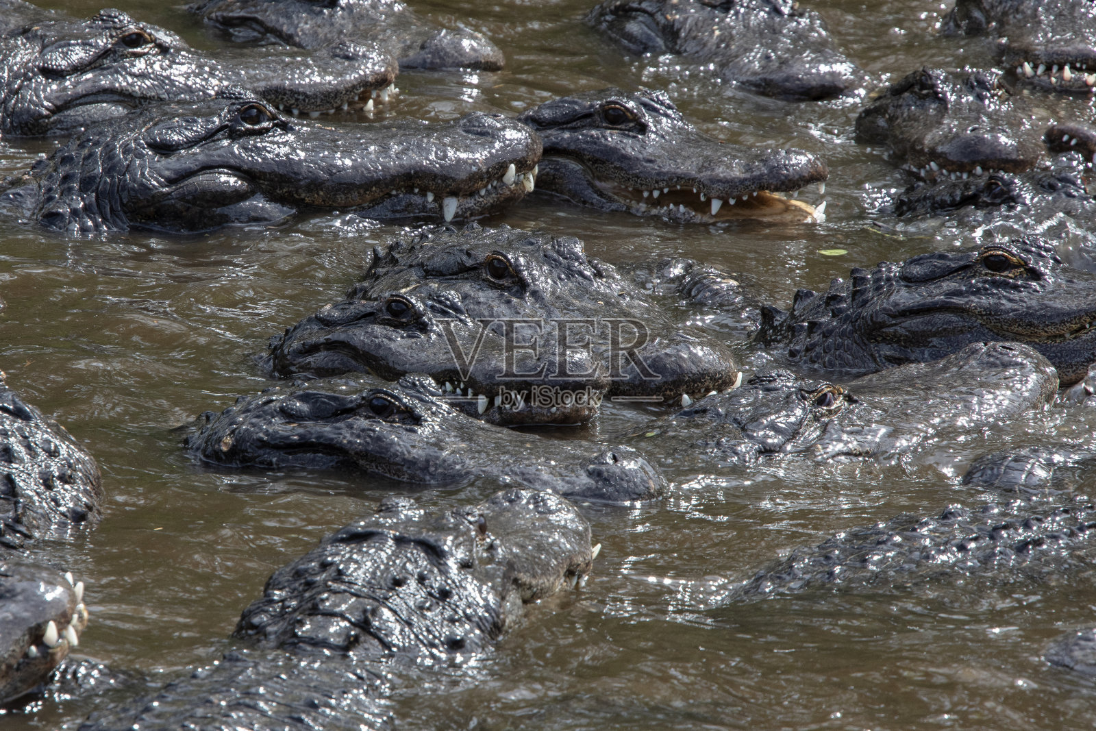鳄鱼照片摄影图片
