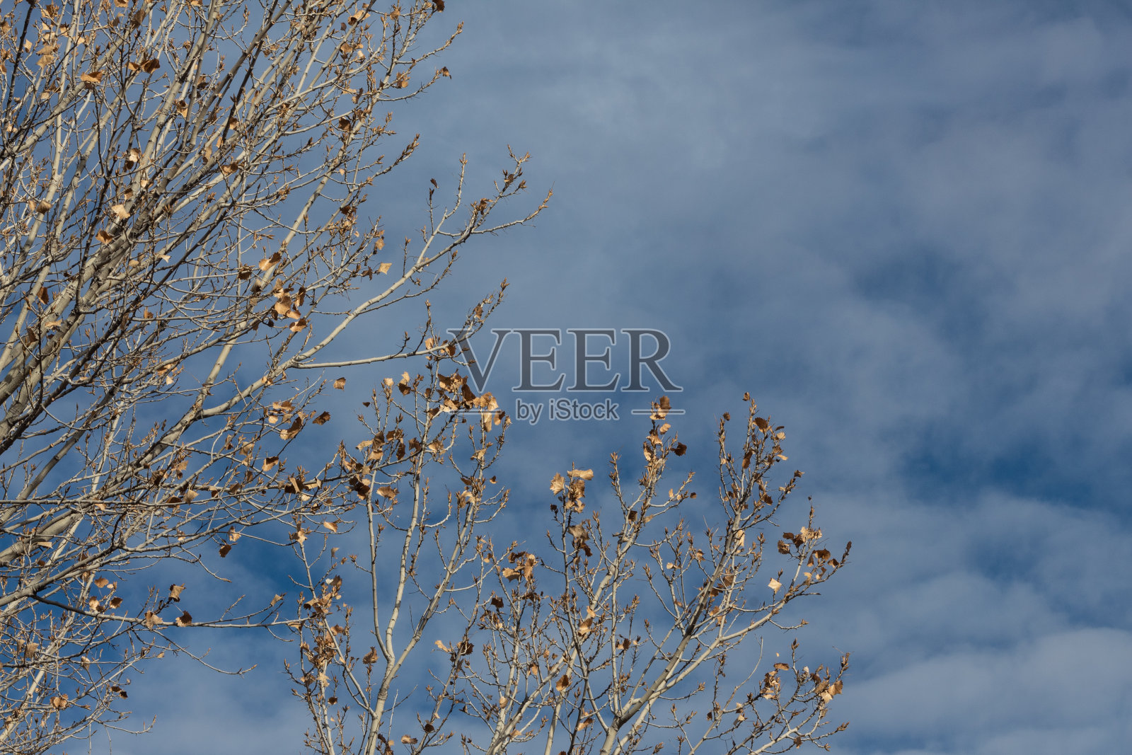 新墨西哥州博斯克德尔阿帕奇，几乎光秃秃的树枝映衬着深蓝色的天空和云朵，复制空间照片摄影图片