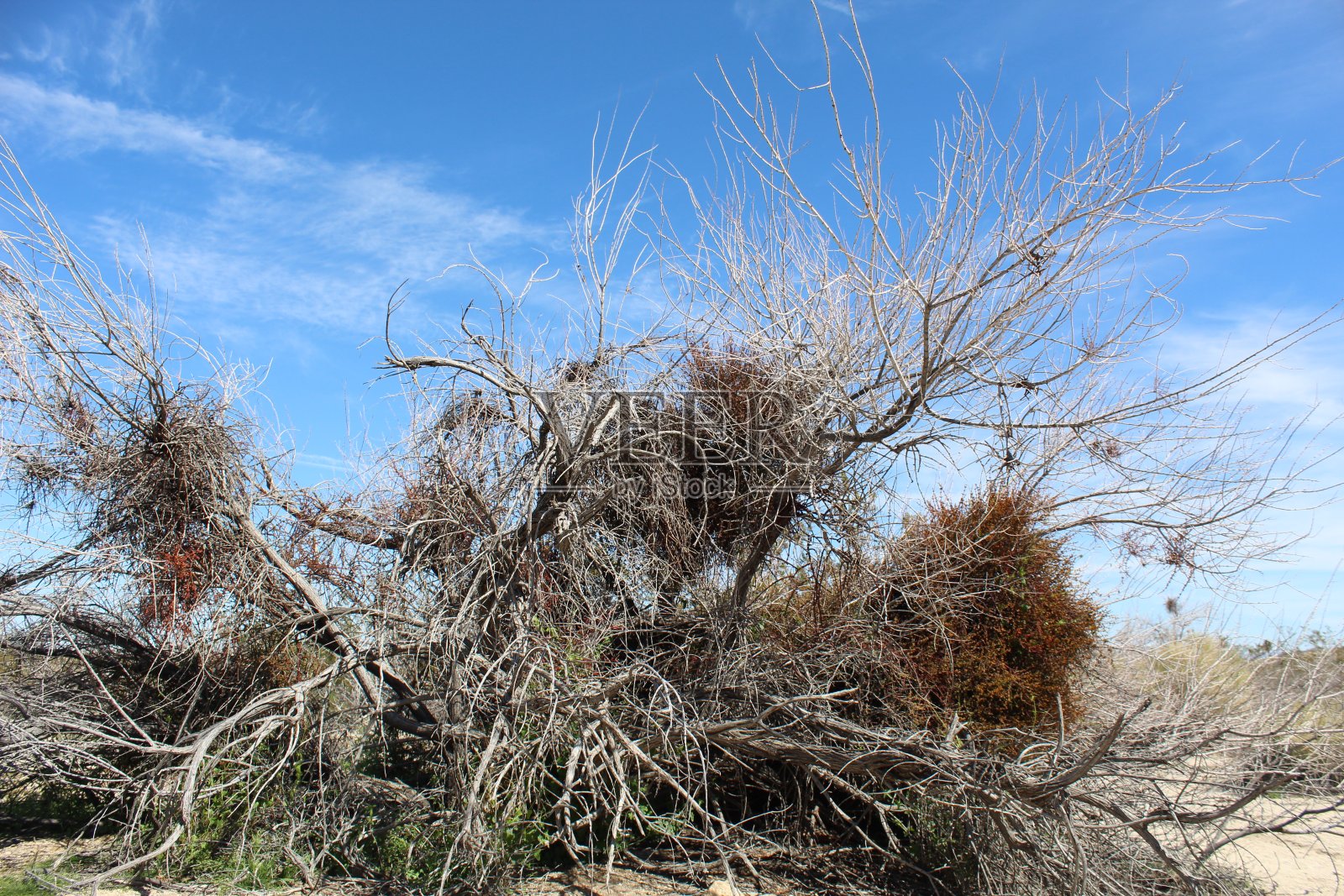 寄生存在 - 29棕榈 - 031019 F照片摄影图片