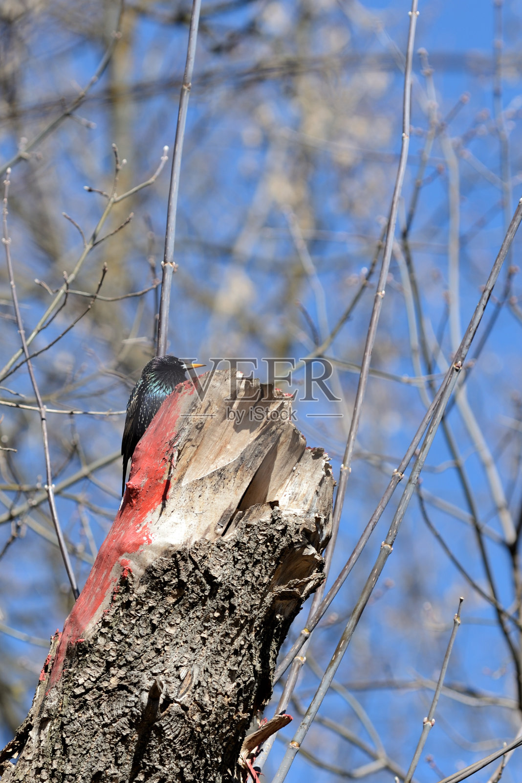春天坐在树上的椋鸟(椋鸟)照片摄影图片