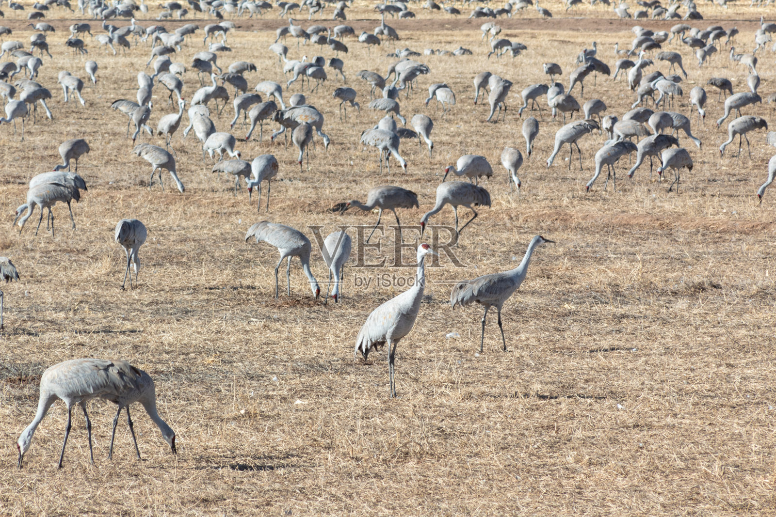 新墨西哥州阿帕奇山的沙丘鹤安提戈涅加拿大大群，在冬季清晨的旷野中照片摄影图片