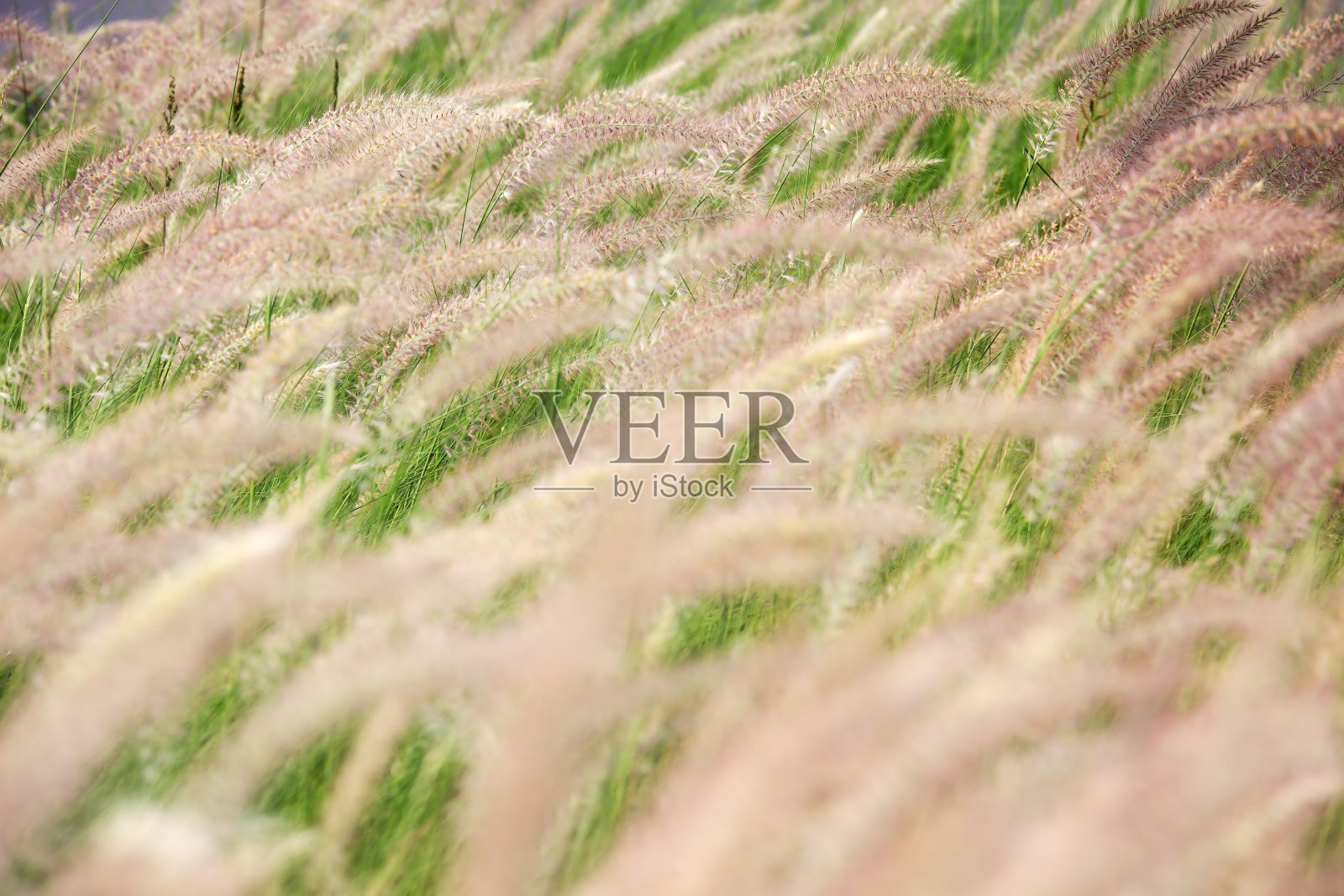 白茫茫的芦苇草地为背景。照片摄影图片