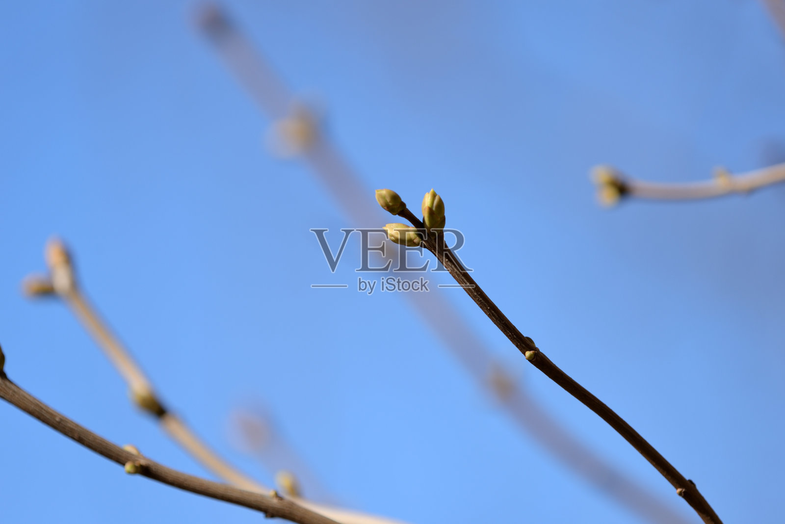 在一个阳光明媚的春天，一个带蓓蕾的灌木的树枝特写照片摄影图片