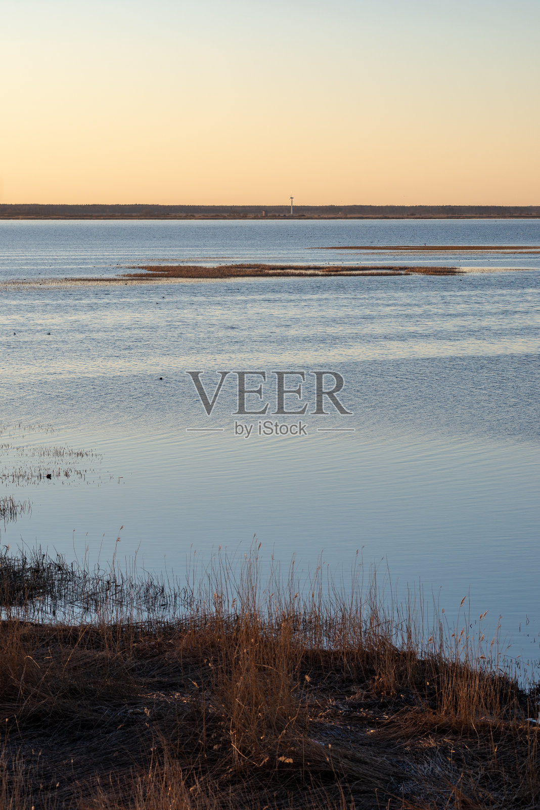 秋天空旷的海滩，沙地上有孤独的树木和岩石照片摄影图片