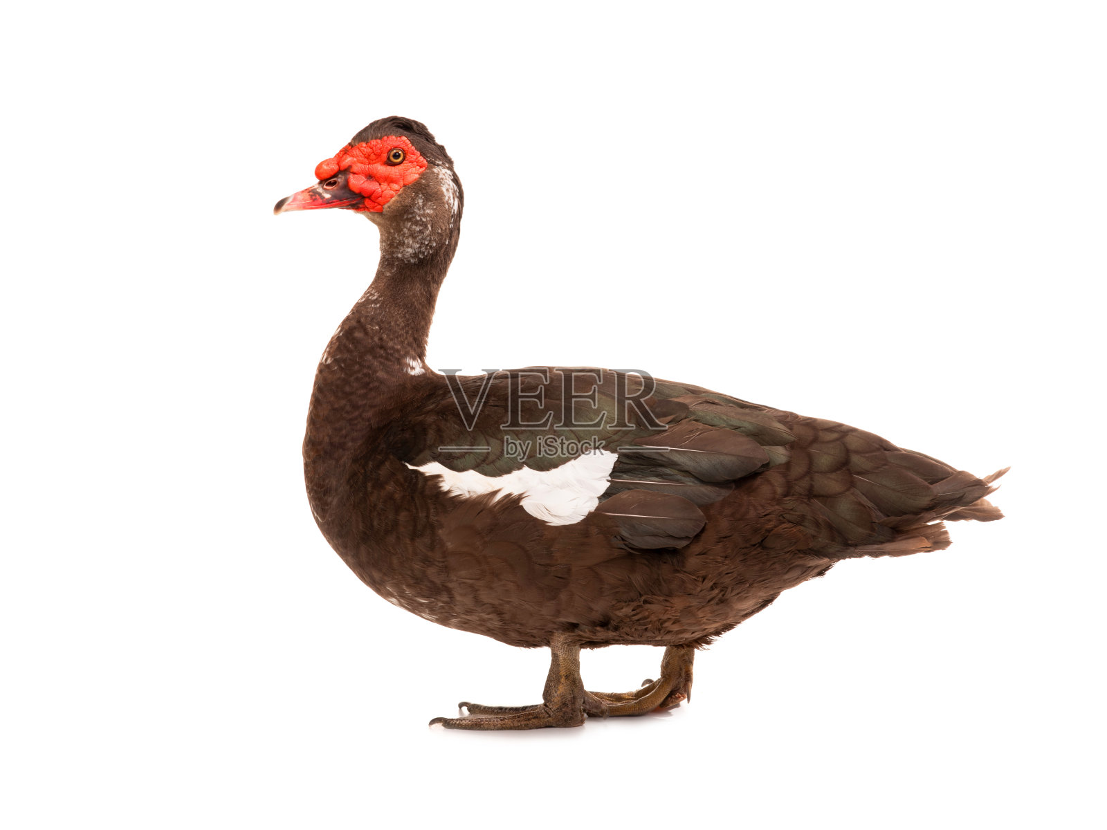 大巧克力鸭，雄性，体重6公斤，1岁，单独坐在白色照片摄影图片
