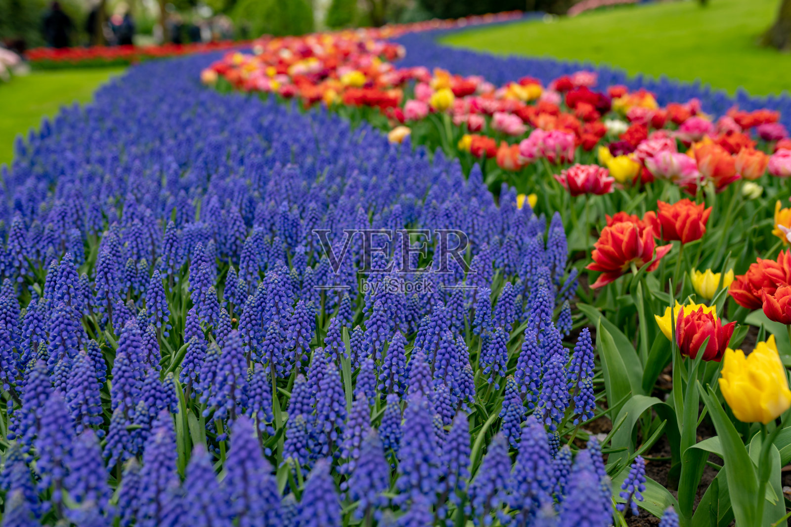 胡兰公园里的风信子和郁金香照片摄影图片