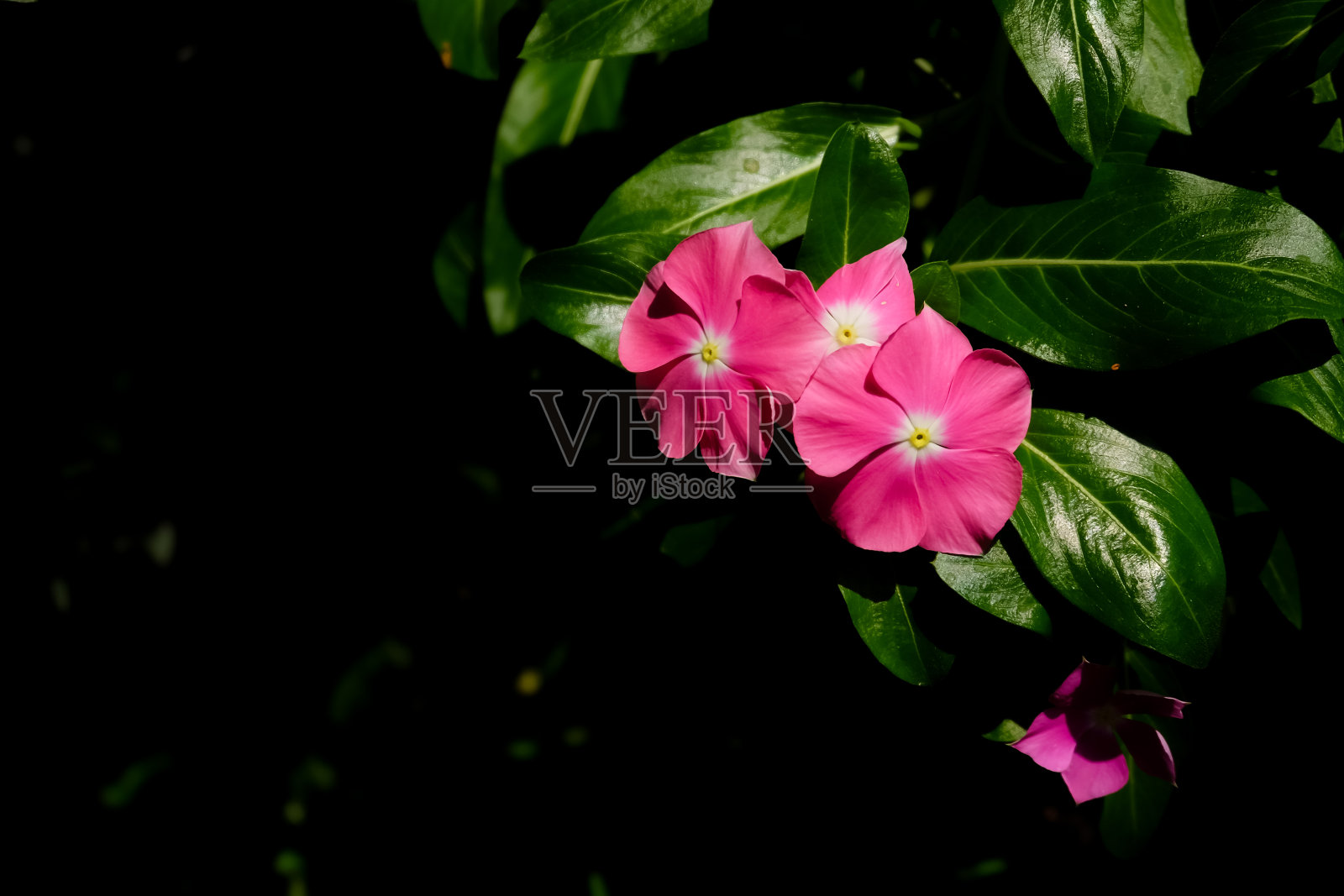 粉红色的花，深色的背景和复制空间照片摄影图片