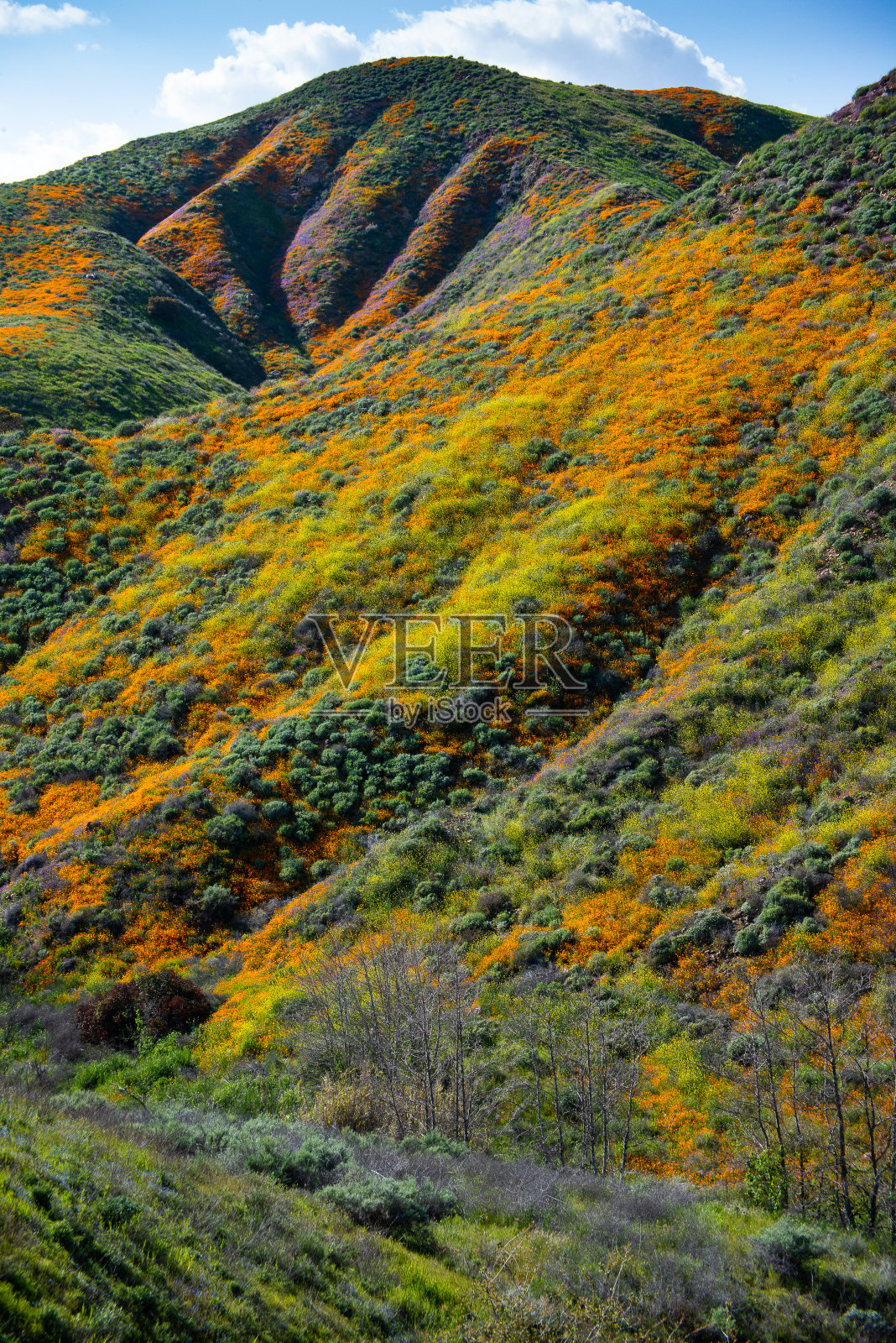 加州埃尔西诺超级布鲁姆湖照片摄影图片