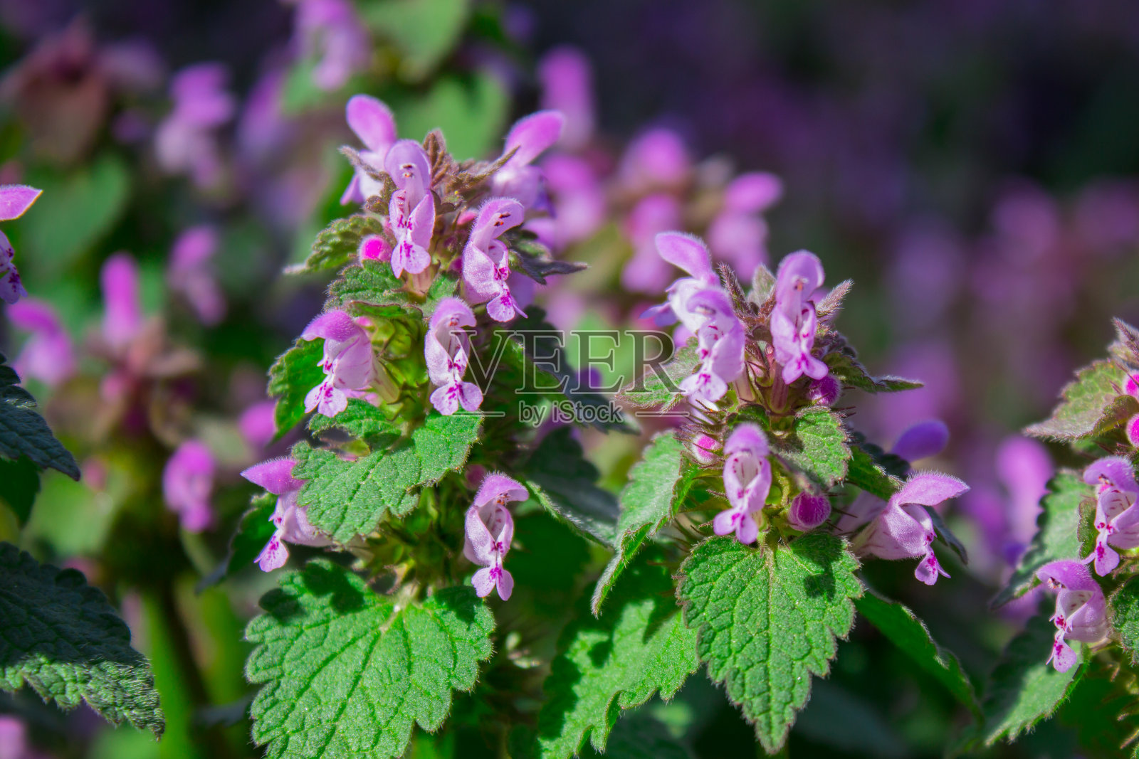 斑点死荨麻(斑荨麻)植物照片摄影图片