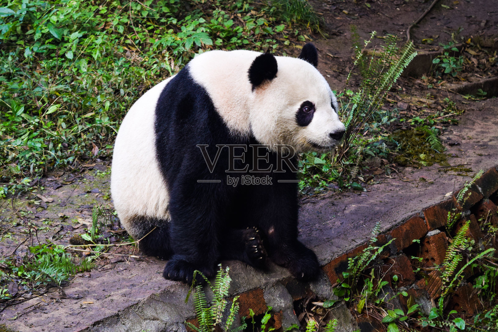 中国的大熊猫照片摄影图片