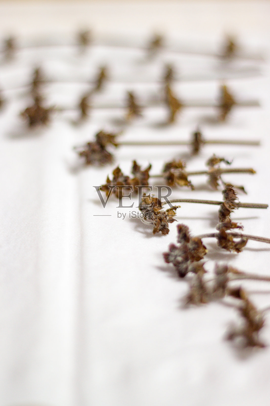 干罗勒叶和茎照片摄影图片