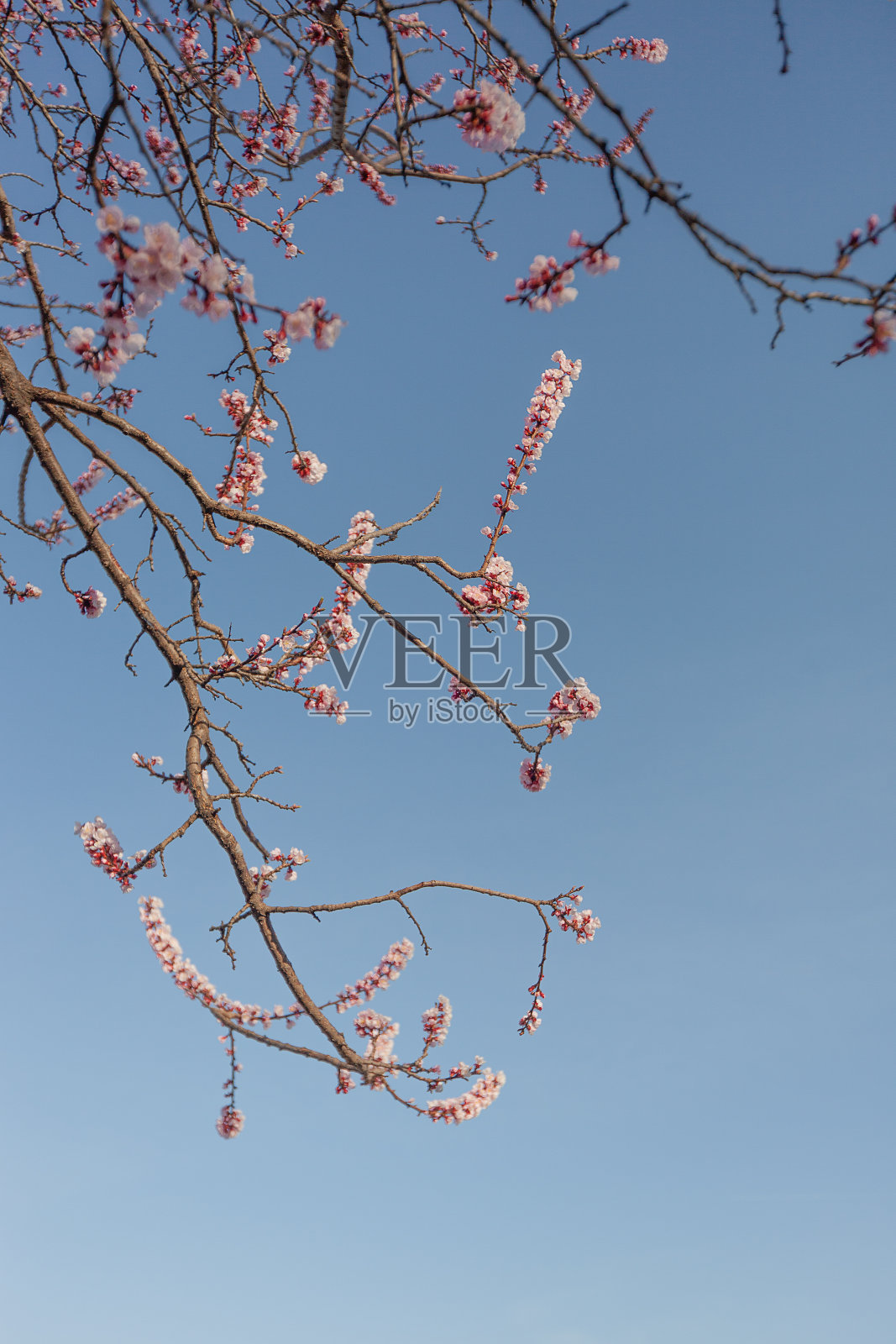 多彩的季节布鲁姆照片摄影图片