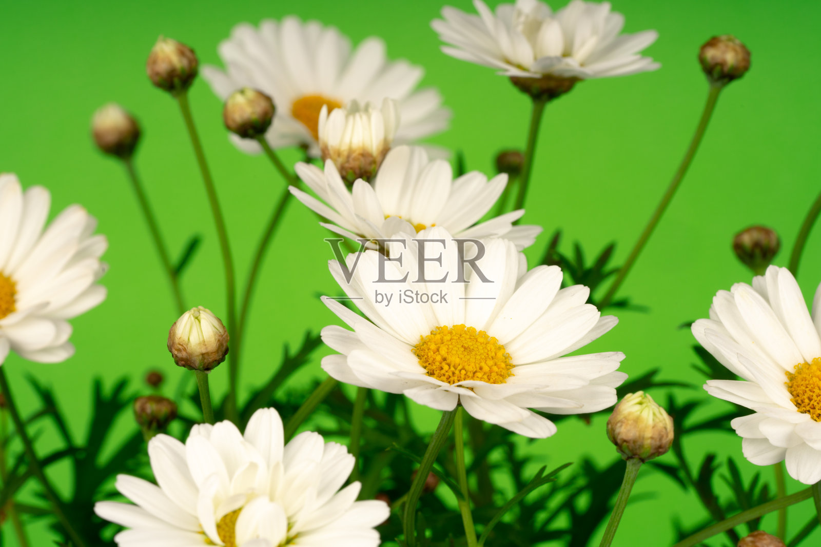 雏菊花照片摄影图片