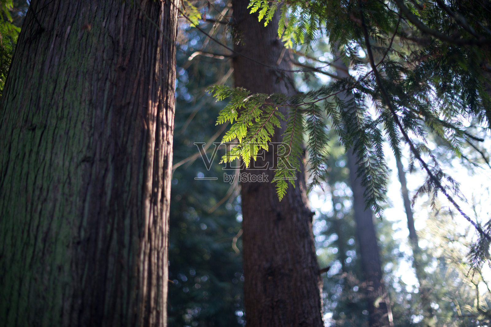 阳光透过森林中的雪松树枝倾泻而下照片摄影图片