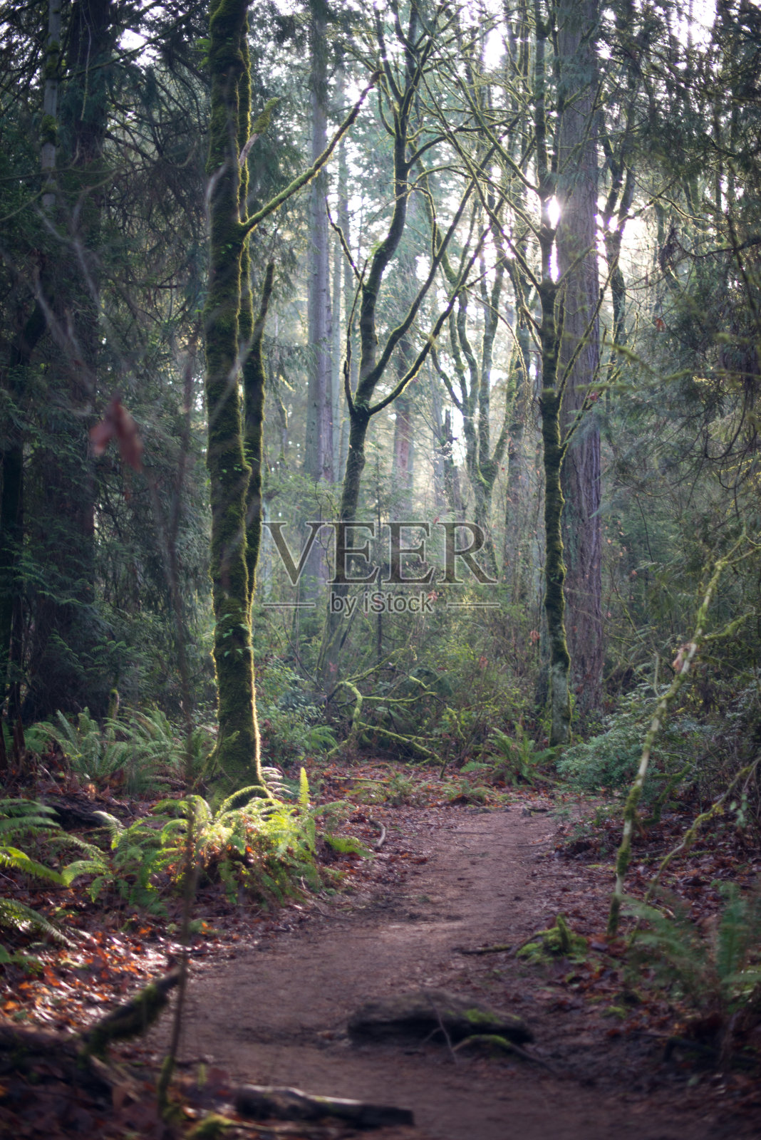 阳光下的森林徒步小径照片摄影图片