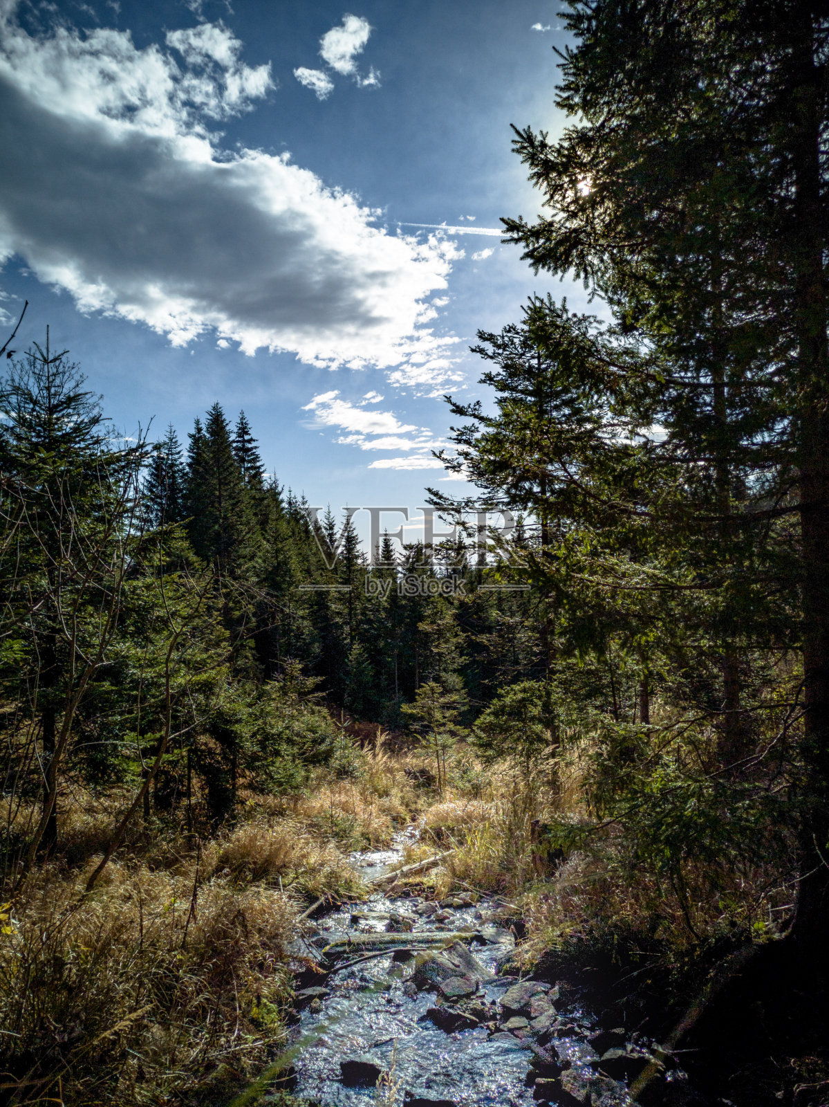 有小溪穿过的山林景色照片摄影图片