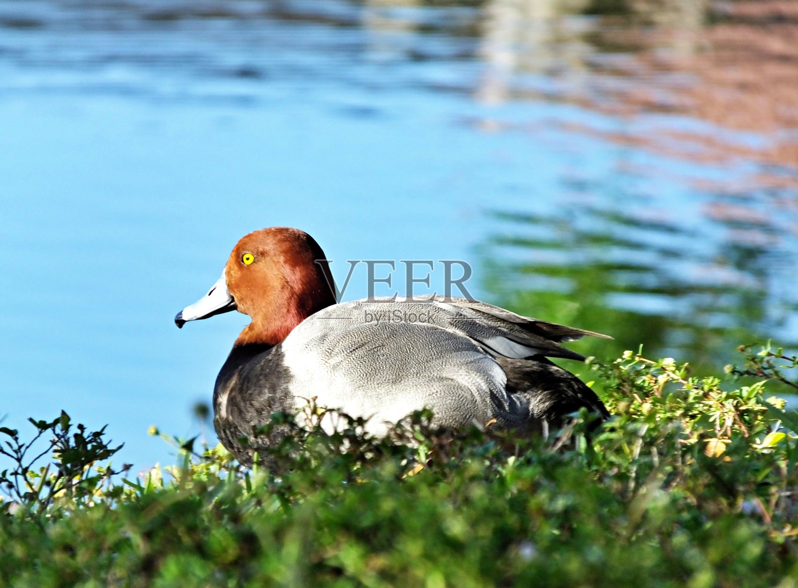 在草地上休息的红发鸭照片摄影图片