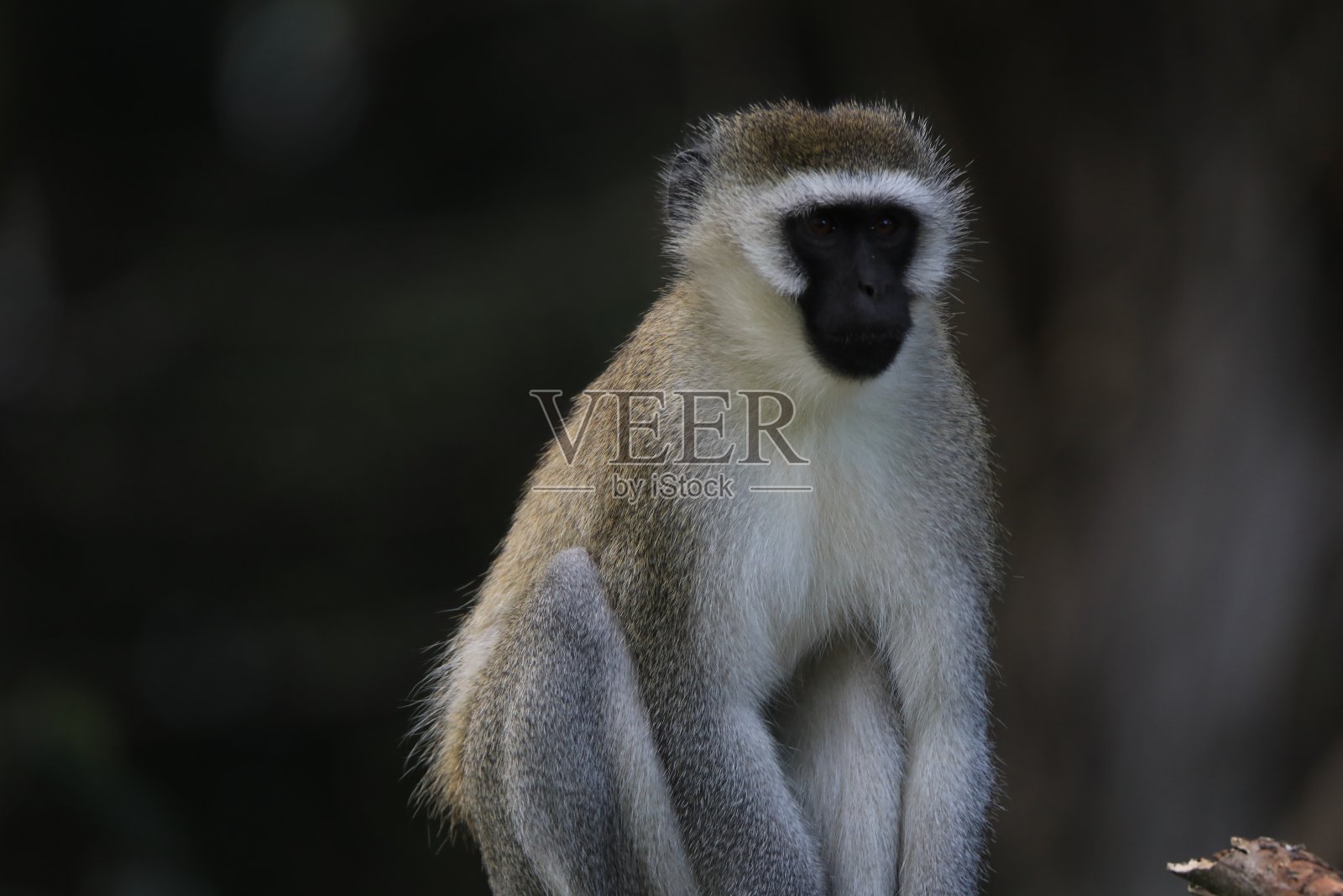 Vervet猴照片摄影图片