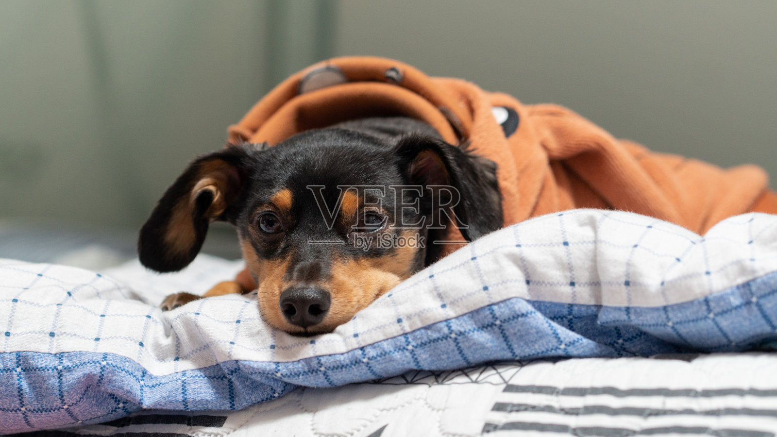 沉睡的黑色小狗照片摄影图片