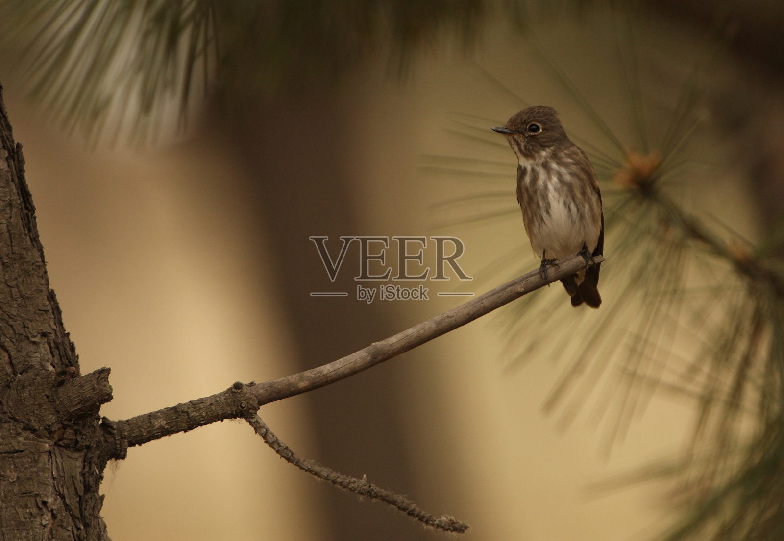 黑边捕蝇草(Muscicapa sibirica)照片摄影图片