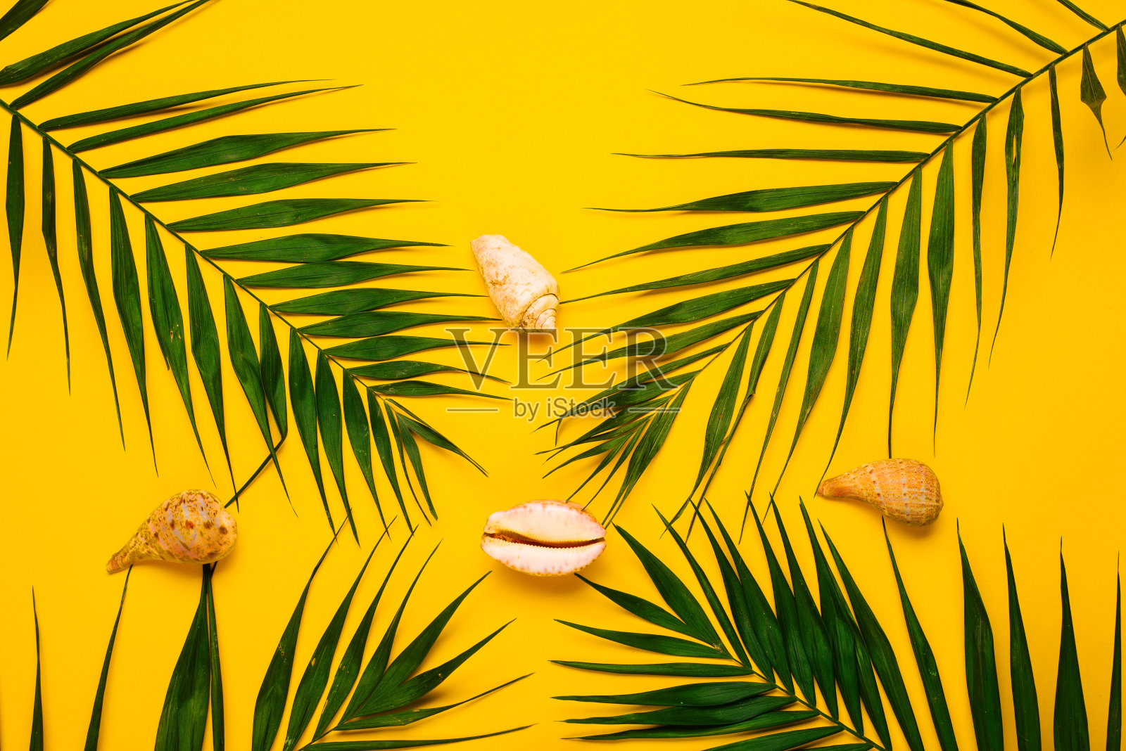 手掌叶、贝壳旅行配件俯视图：旅行或度假概念照片摄影图片