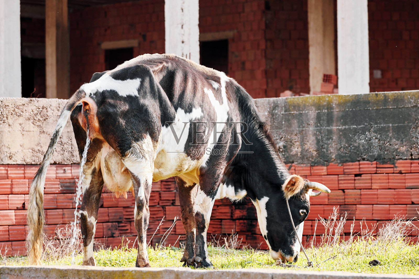 一头荷斯坦奶牛在农场的草地上吃草时小便照片摄影图片