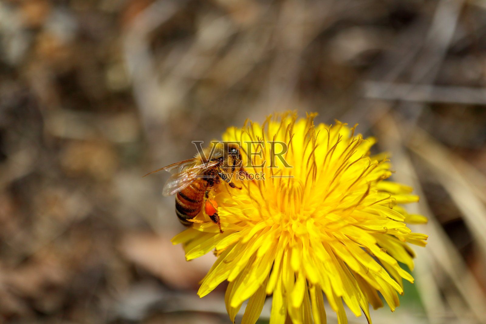 蜜蜂照片摄影图片
