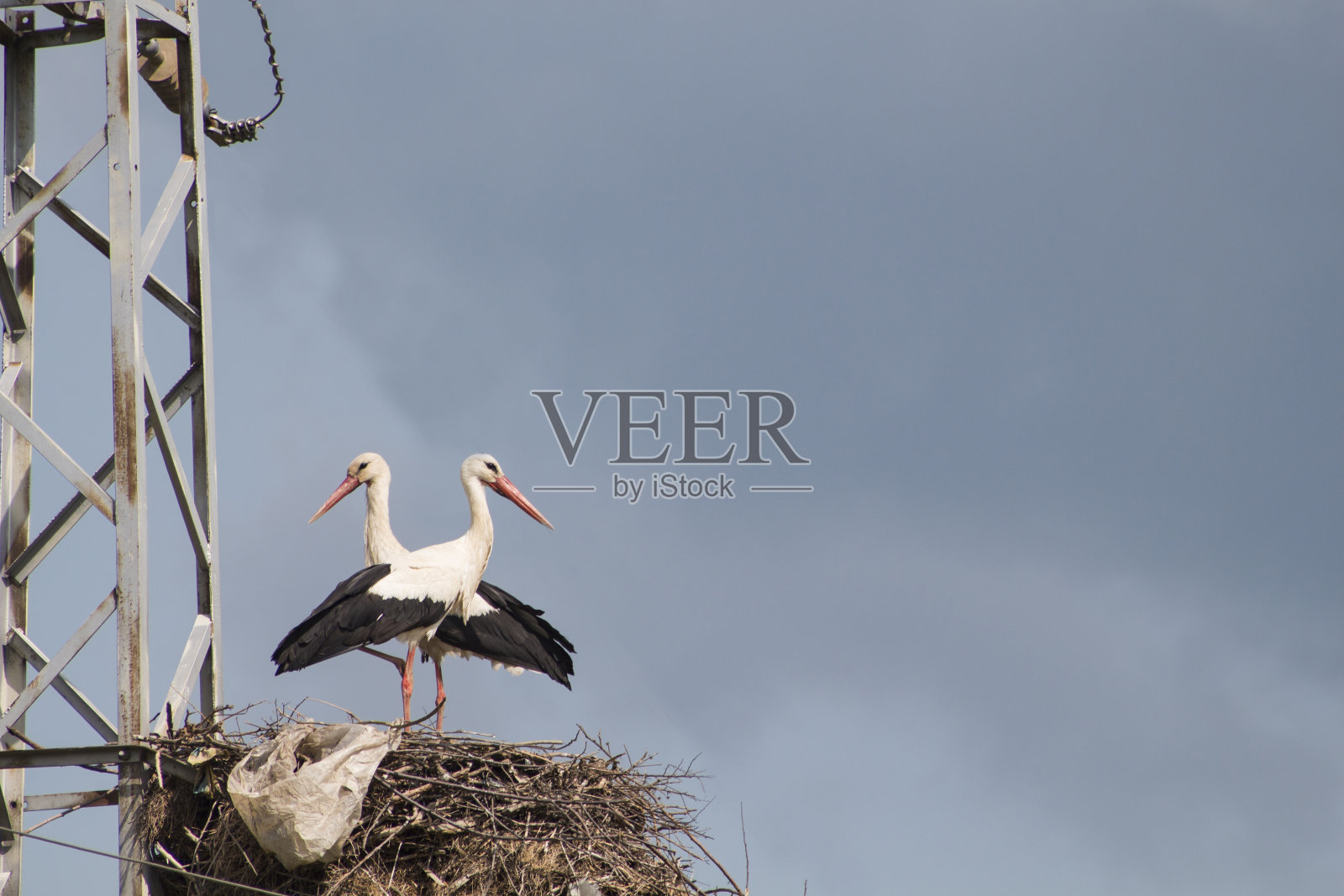 候鸟照片摄影图片