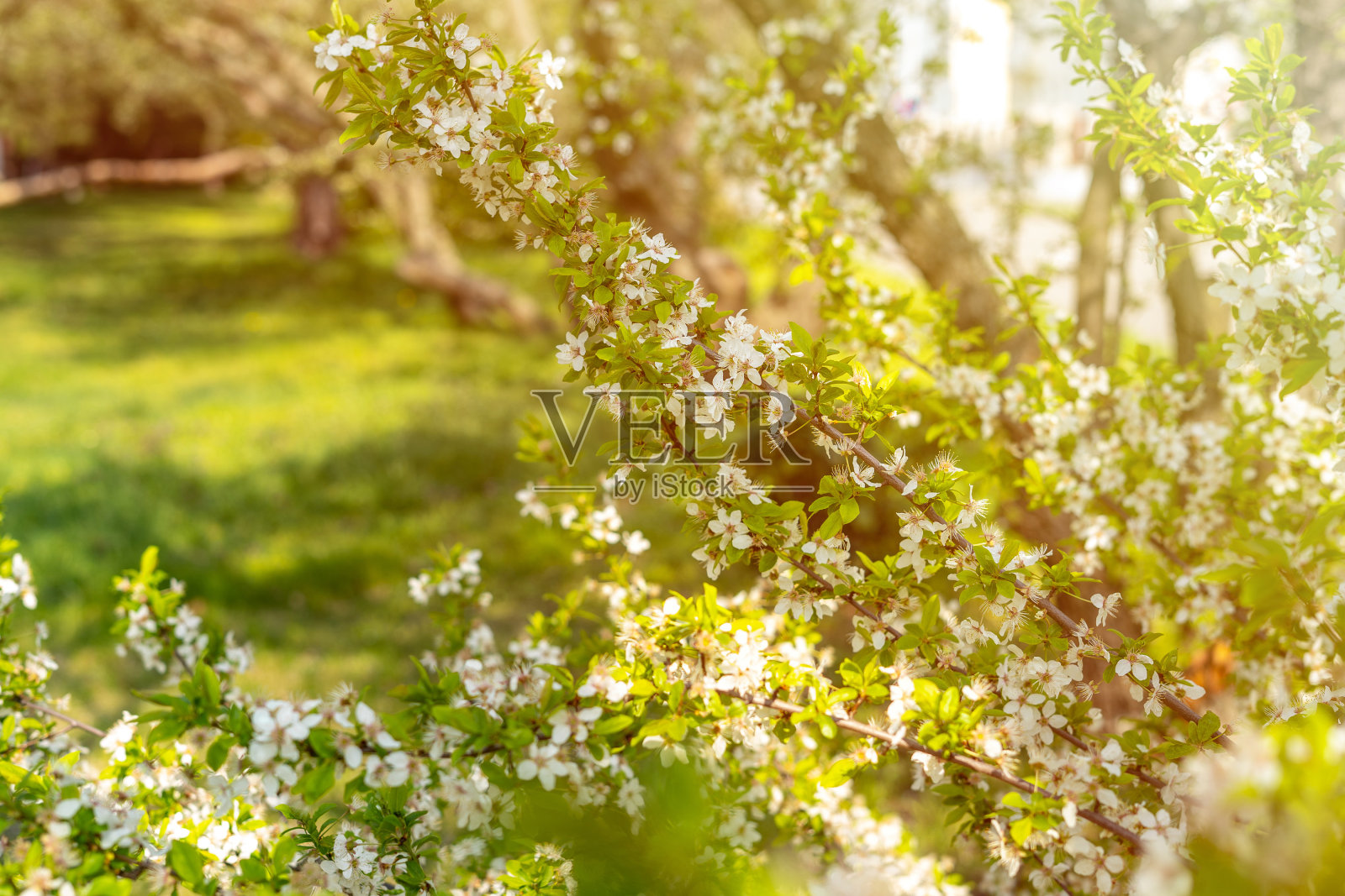 花的背景，春花盛开。照片摄影图片