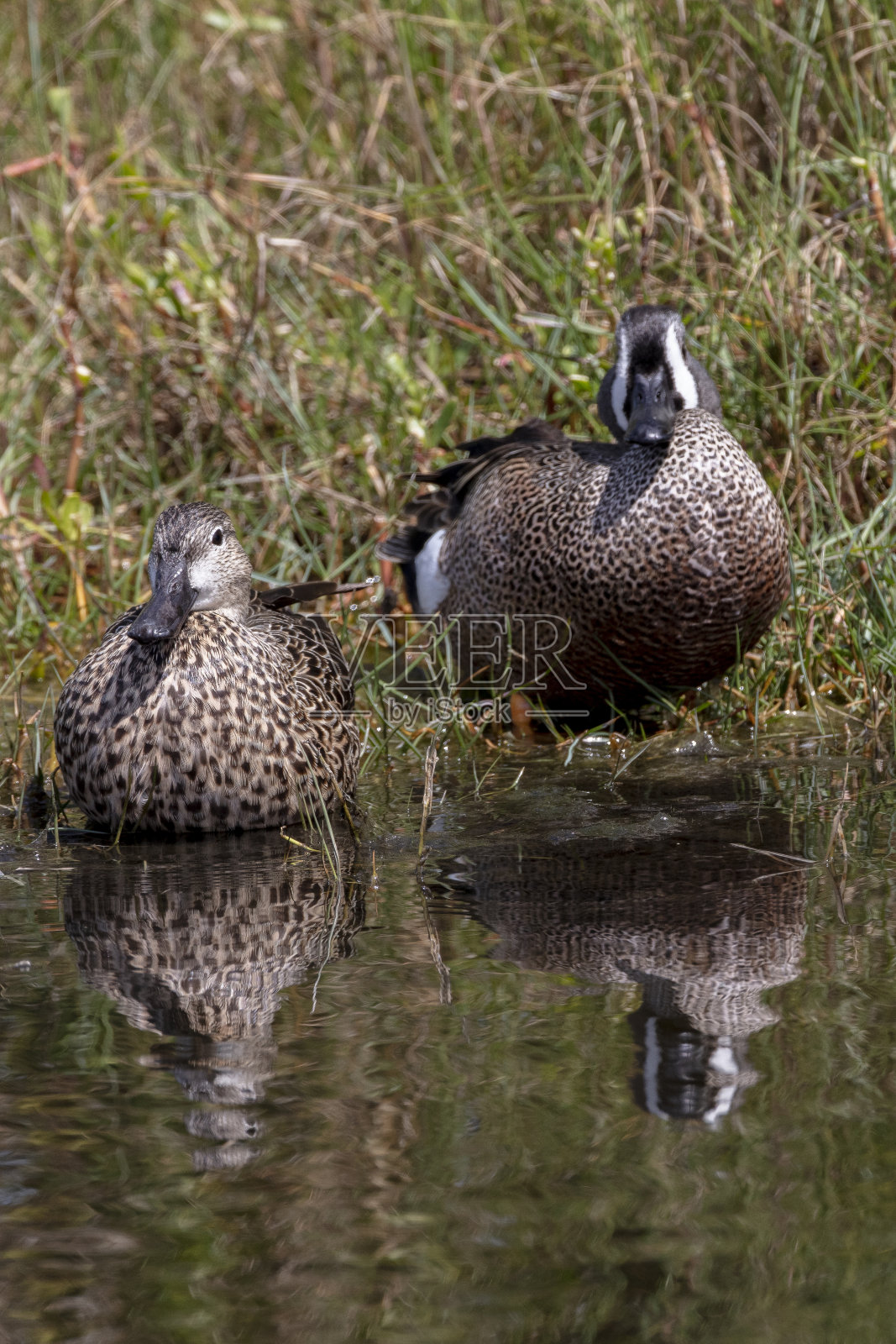 蓝翼水鸭照片摄影图片