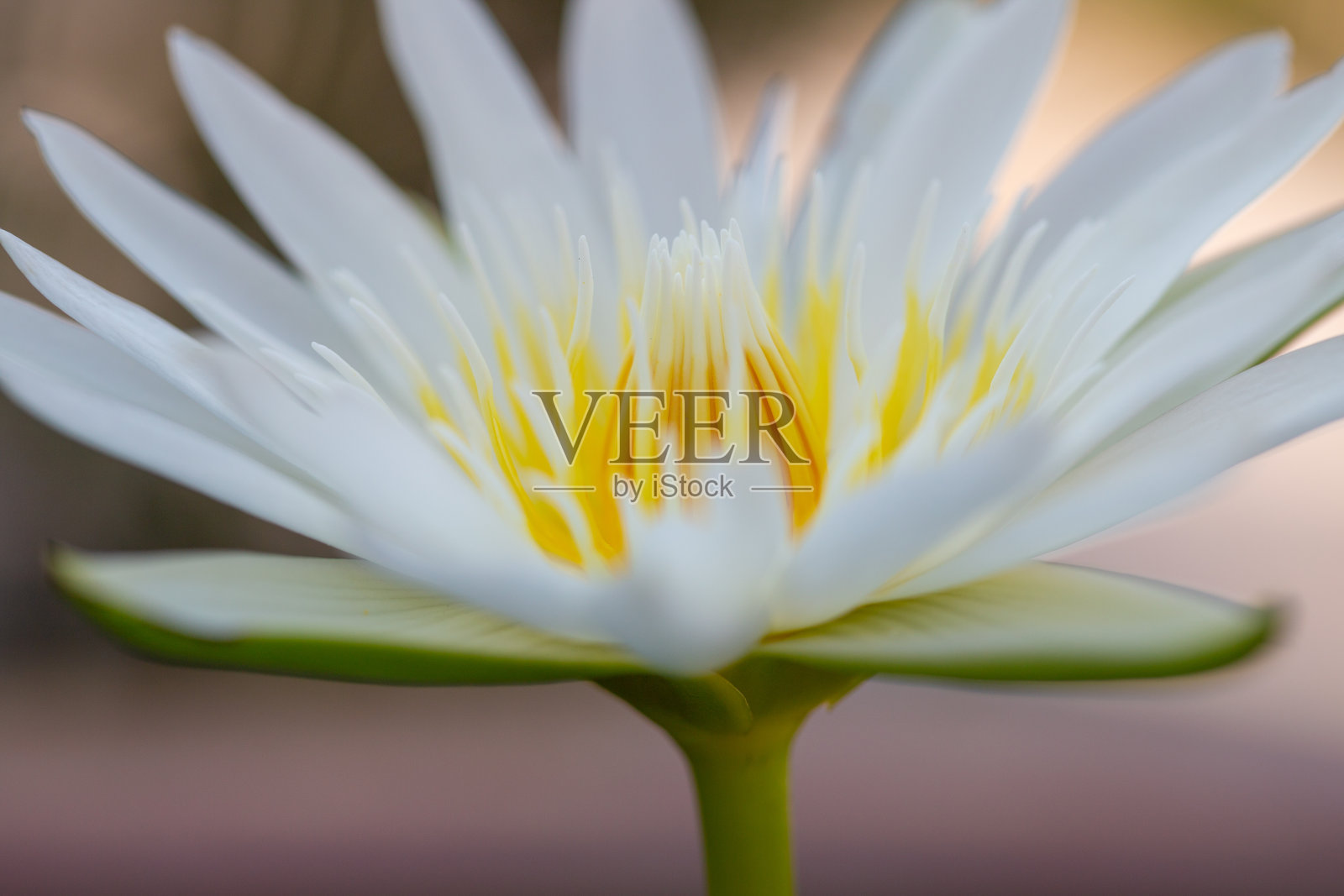 莲花照片摄影图片