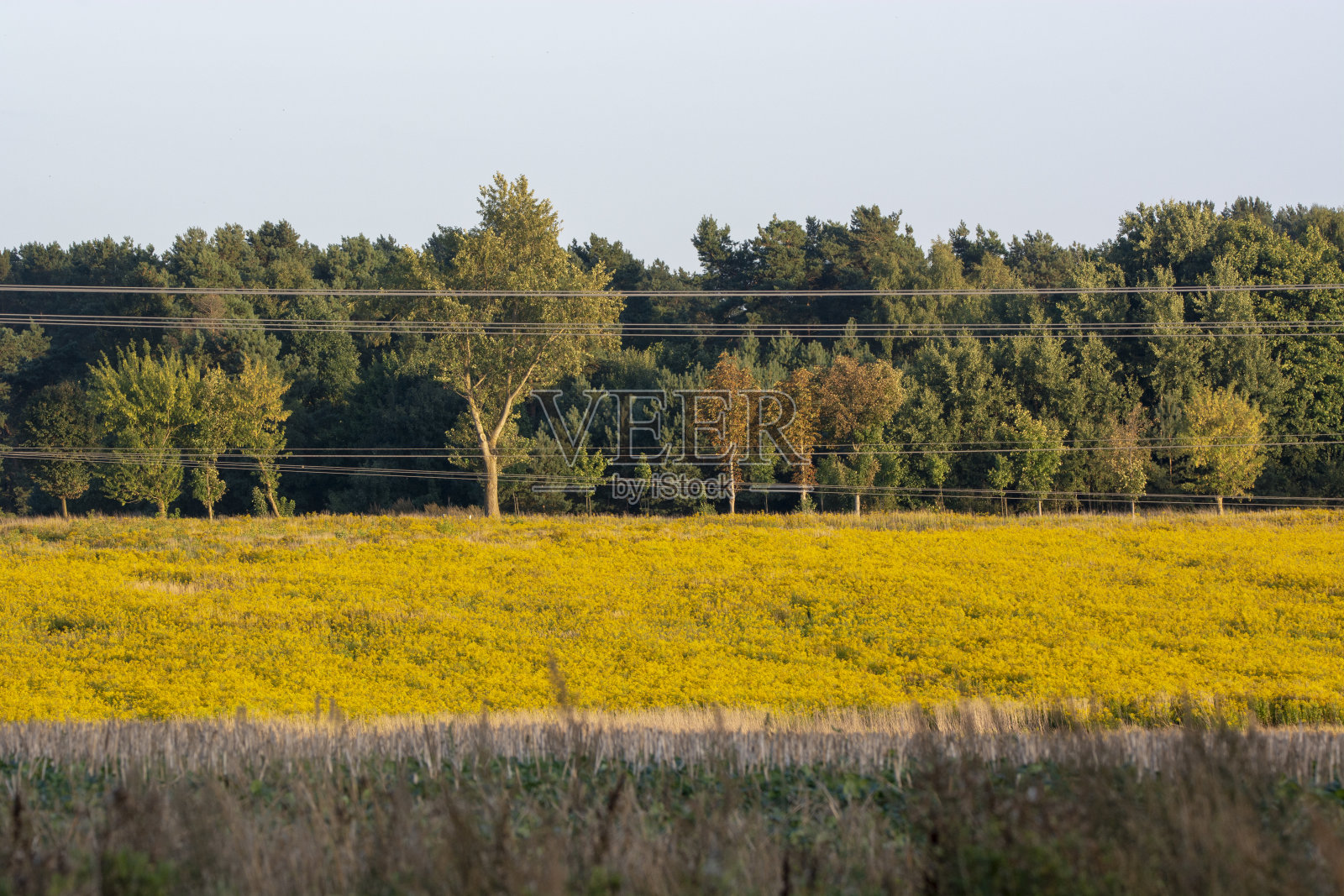 秋麒麟草属植物领域照片摄影图片