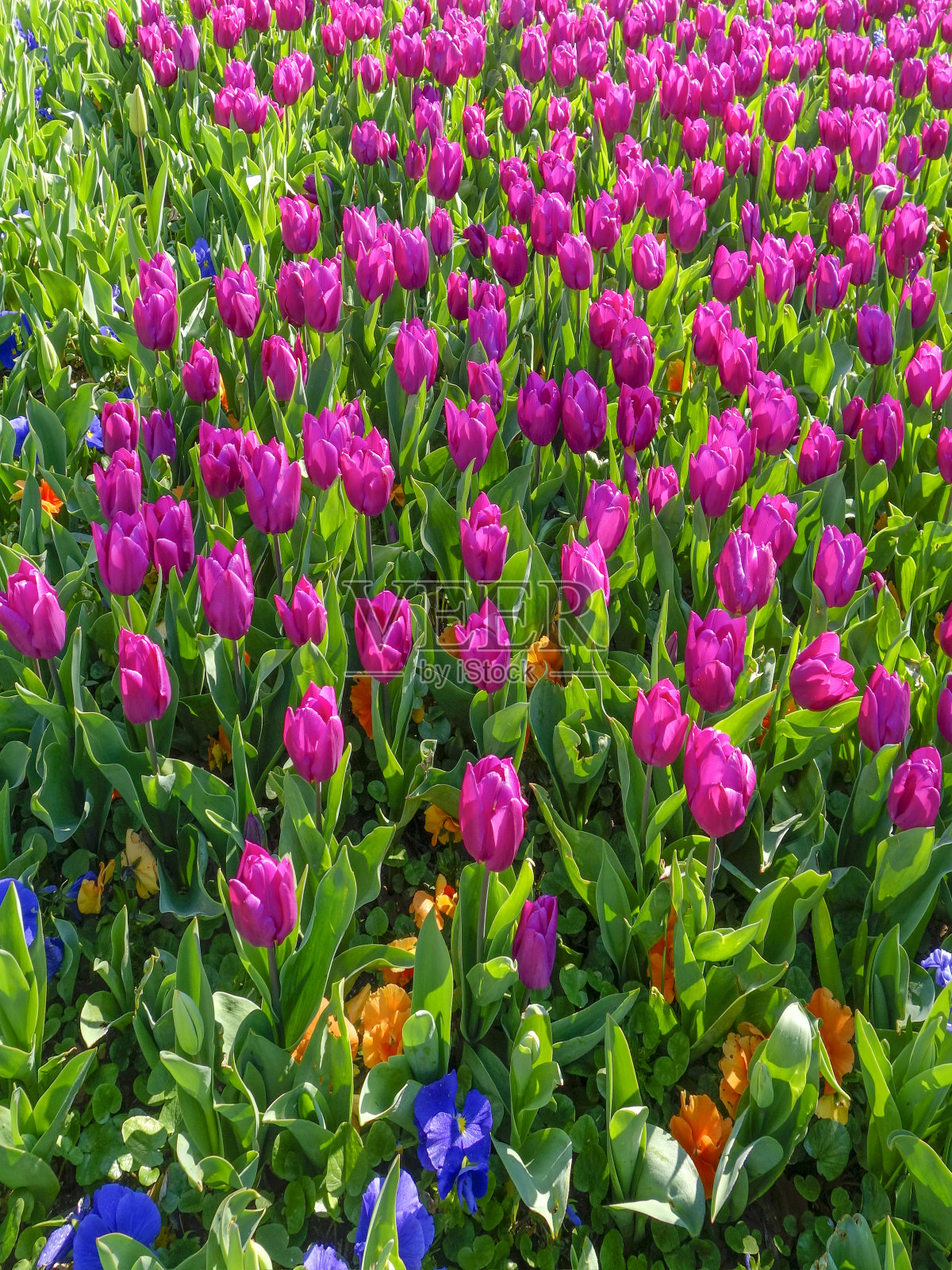 紫色的郁金香美丽的花照片摄影图片