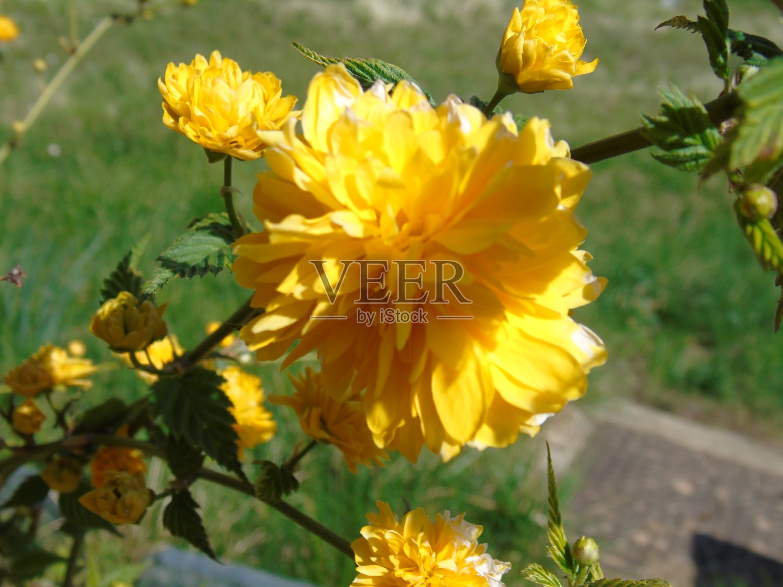 春天照片摄影图片